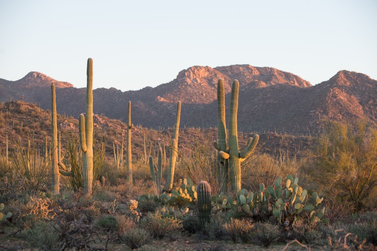 Desert environment with saguaros in the forefront